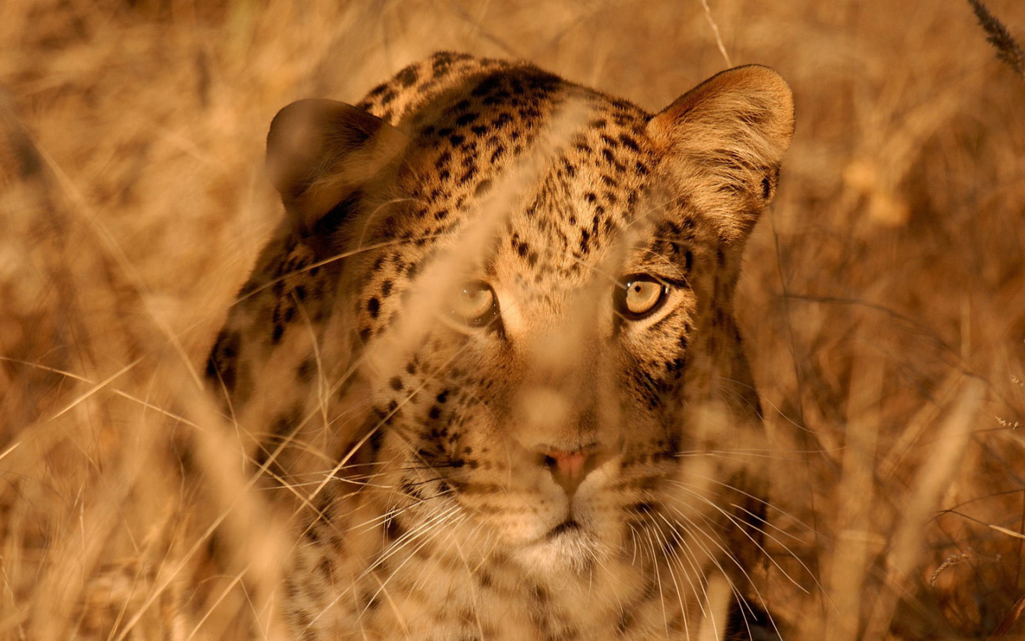 Леопард в засаде