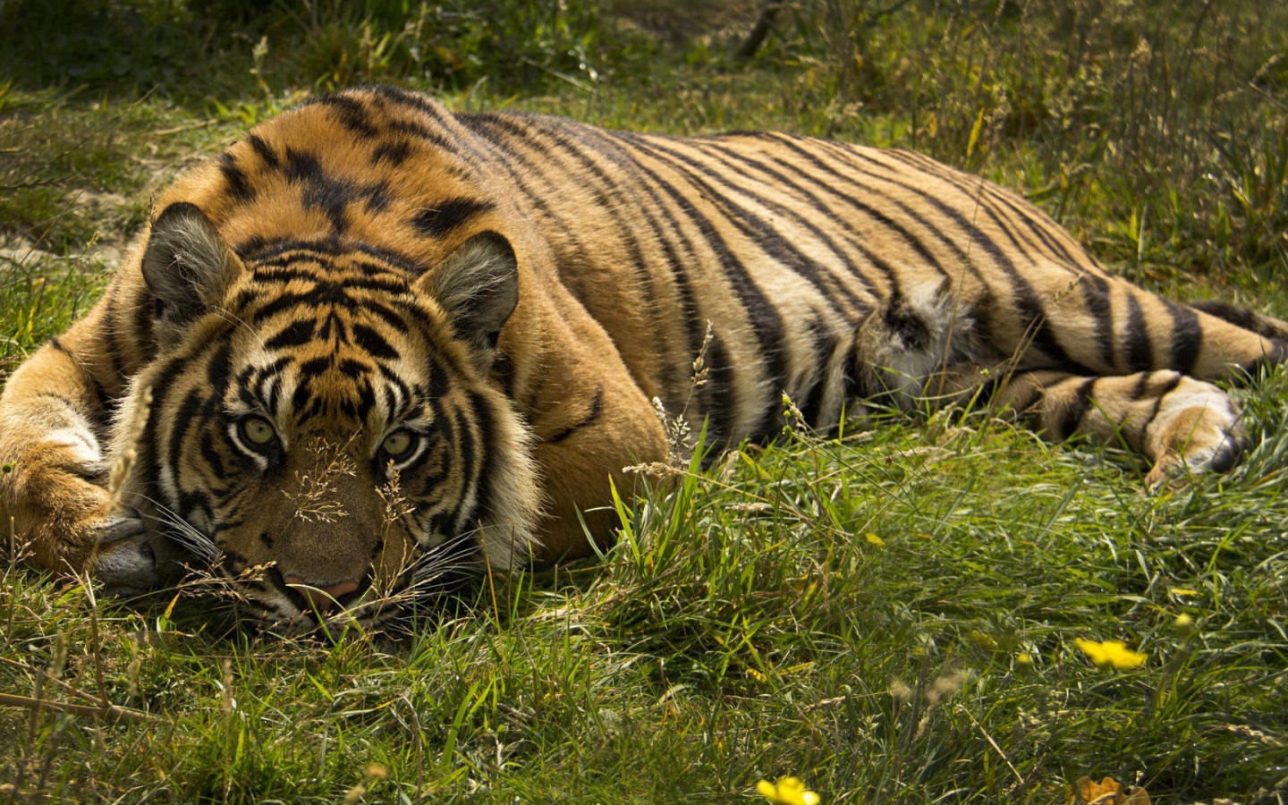 Тигр лежит в траве