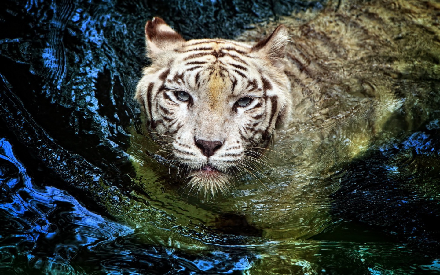 Белый тигр в воде