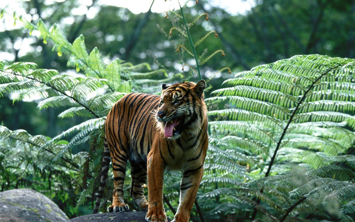 Индийский тигр