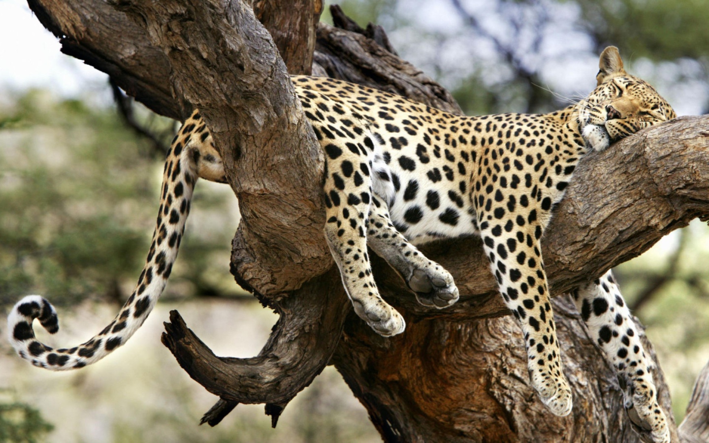 Леопард спит на дереве