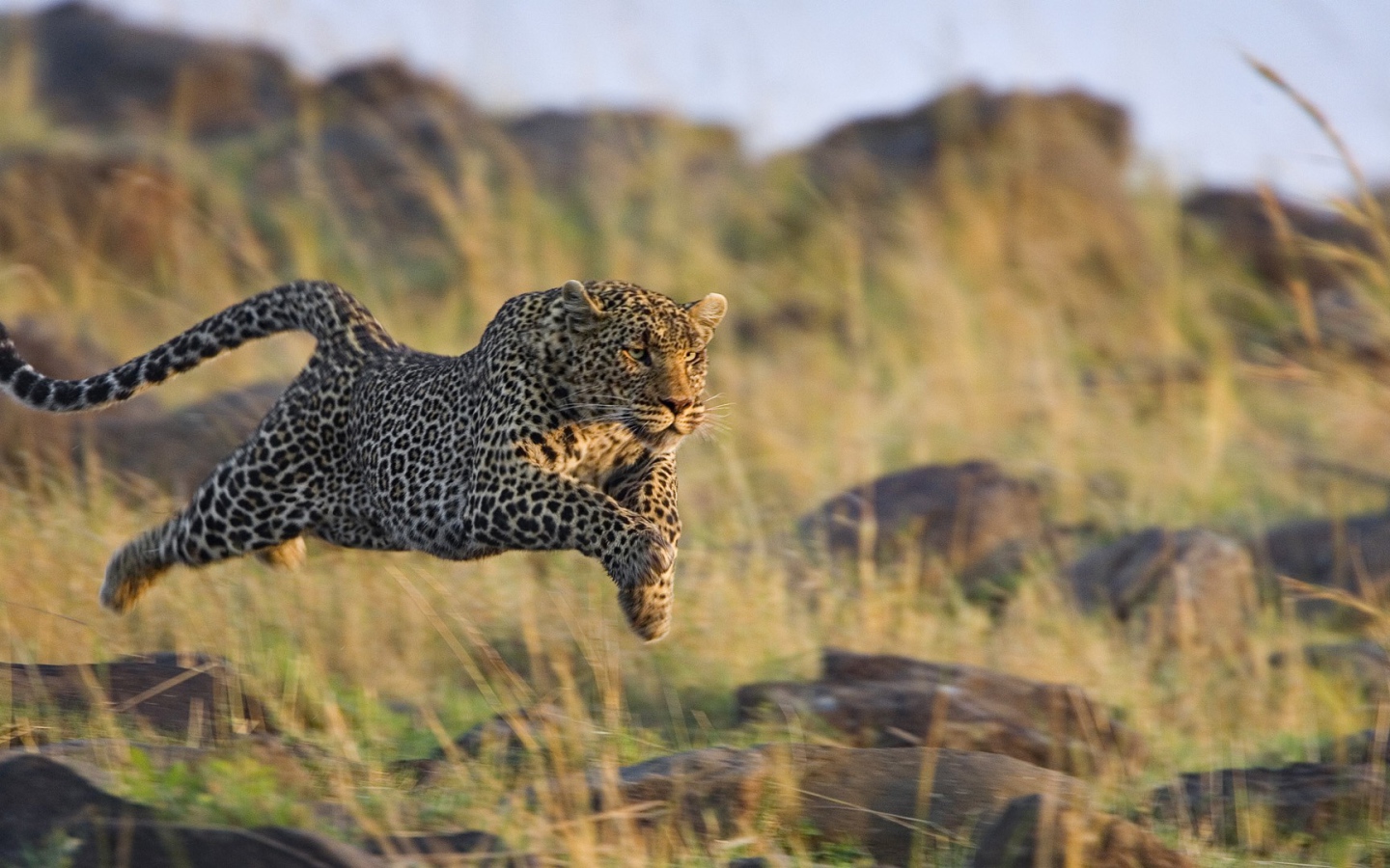 Леопард в прыжке