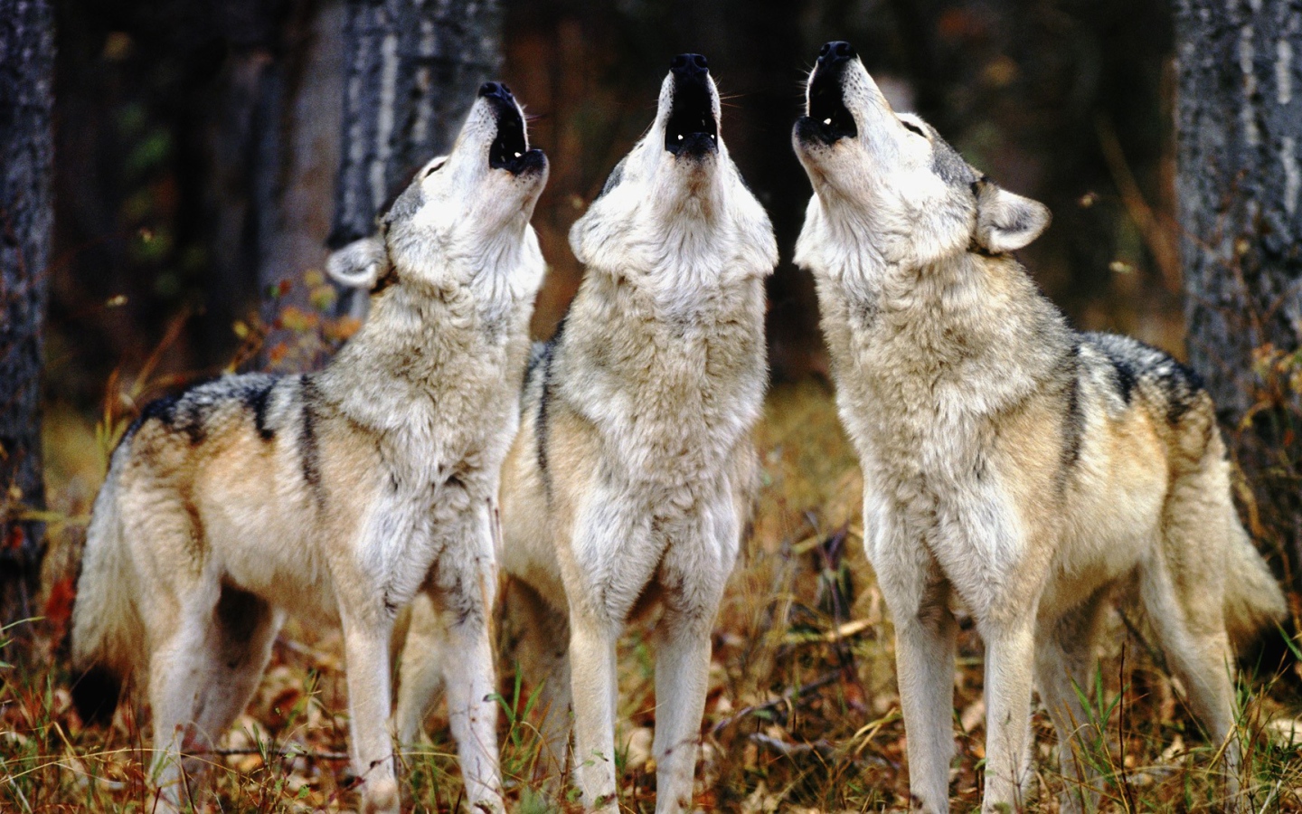 Трио волков