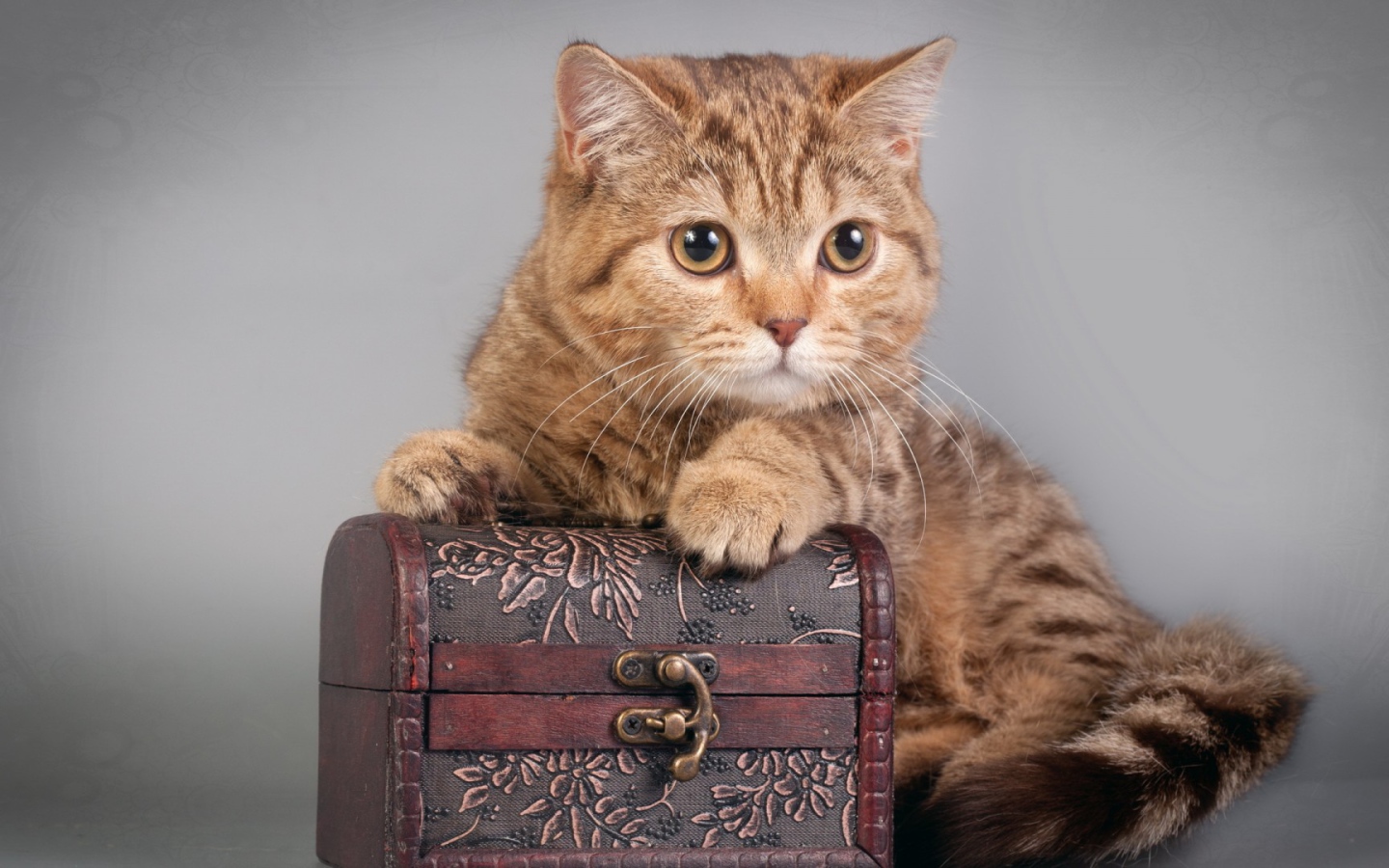 Шкатулка и котёнок