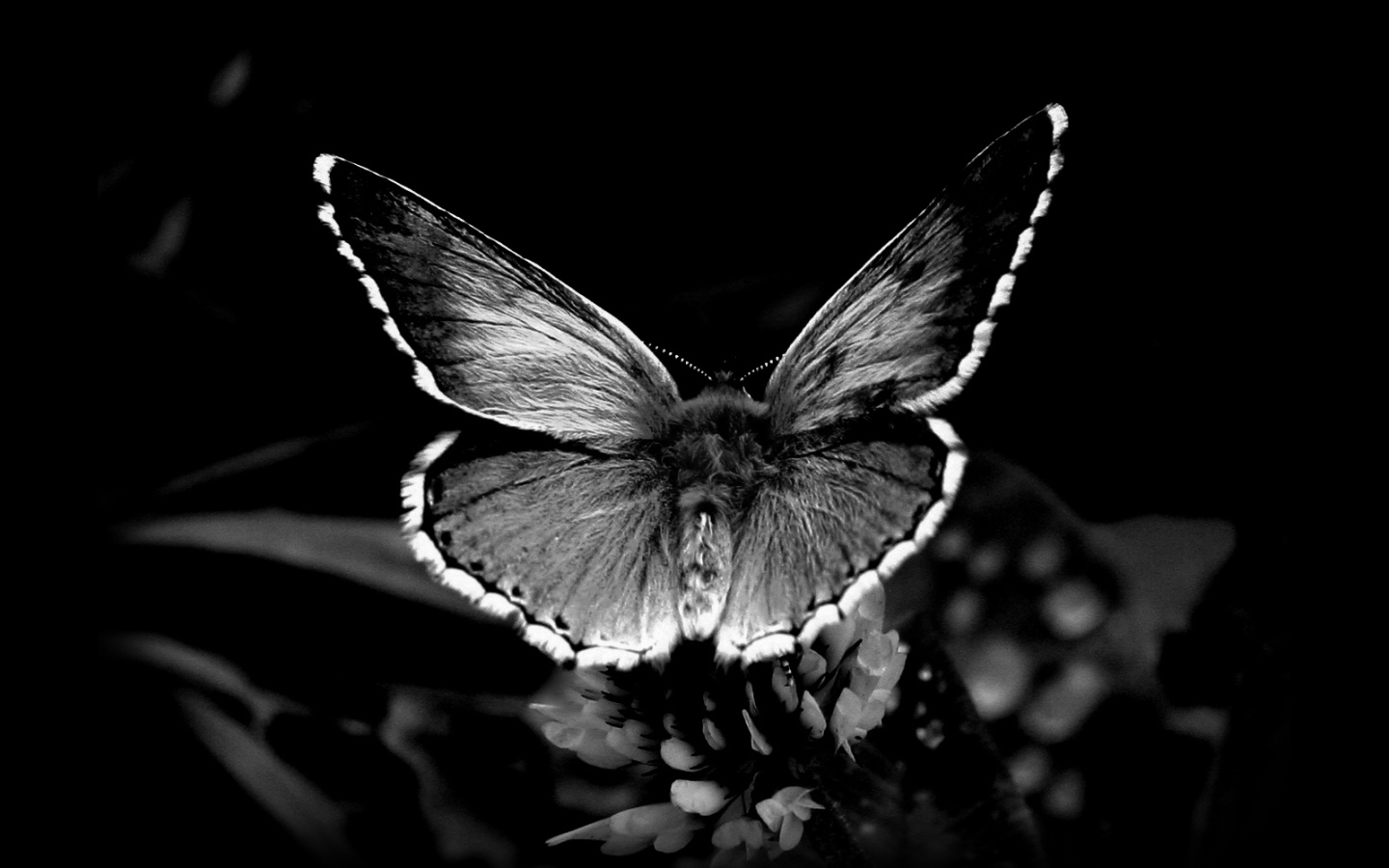Черная бабочка на обоях