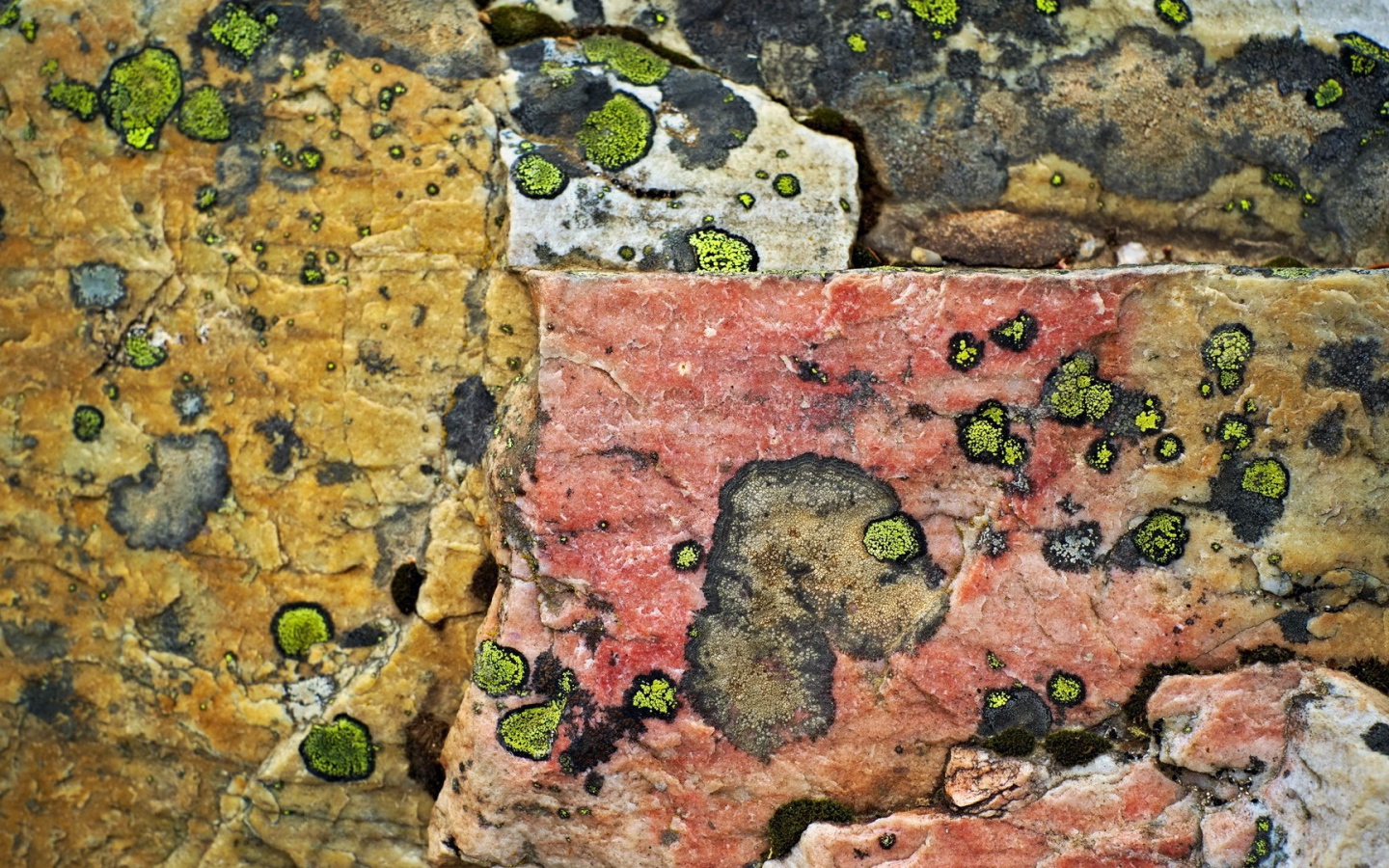 Плесень на камнях