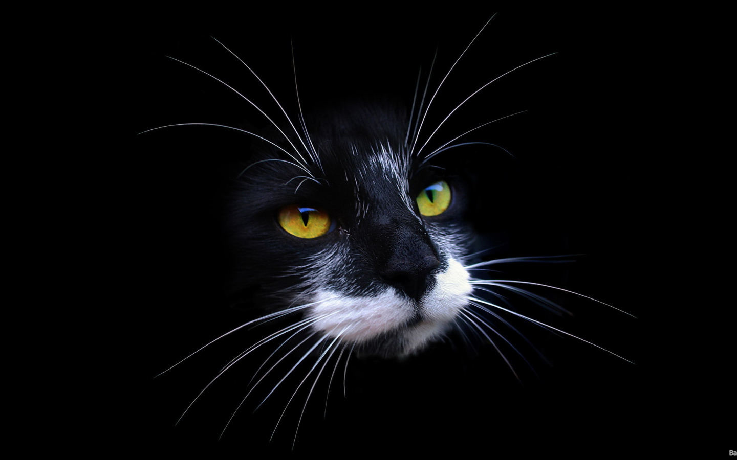 Морда кота на черном фоне