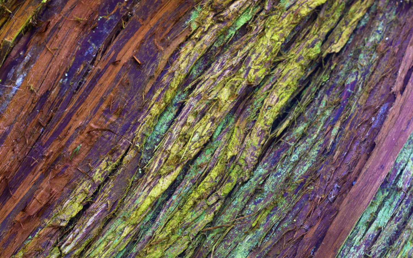 Крашеная кора