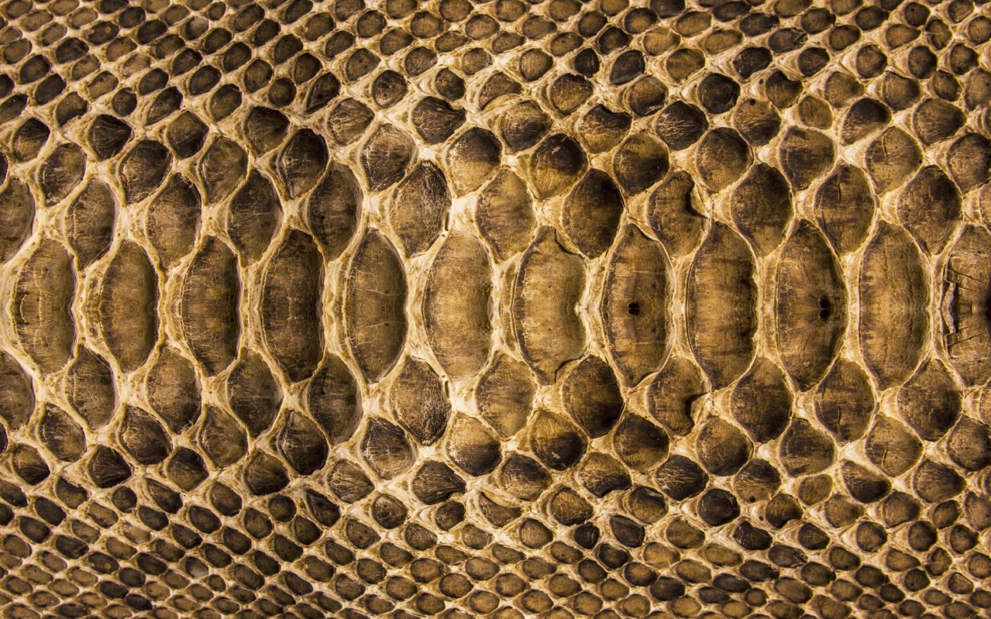Змеиная кожа