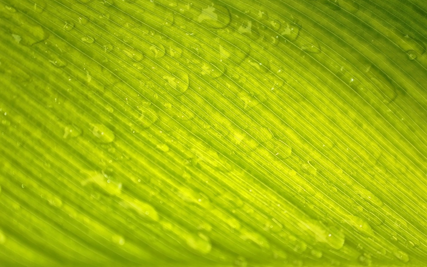 Зеленый лист с каплями