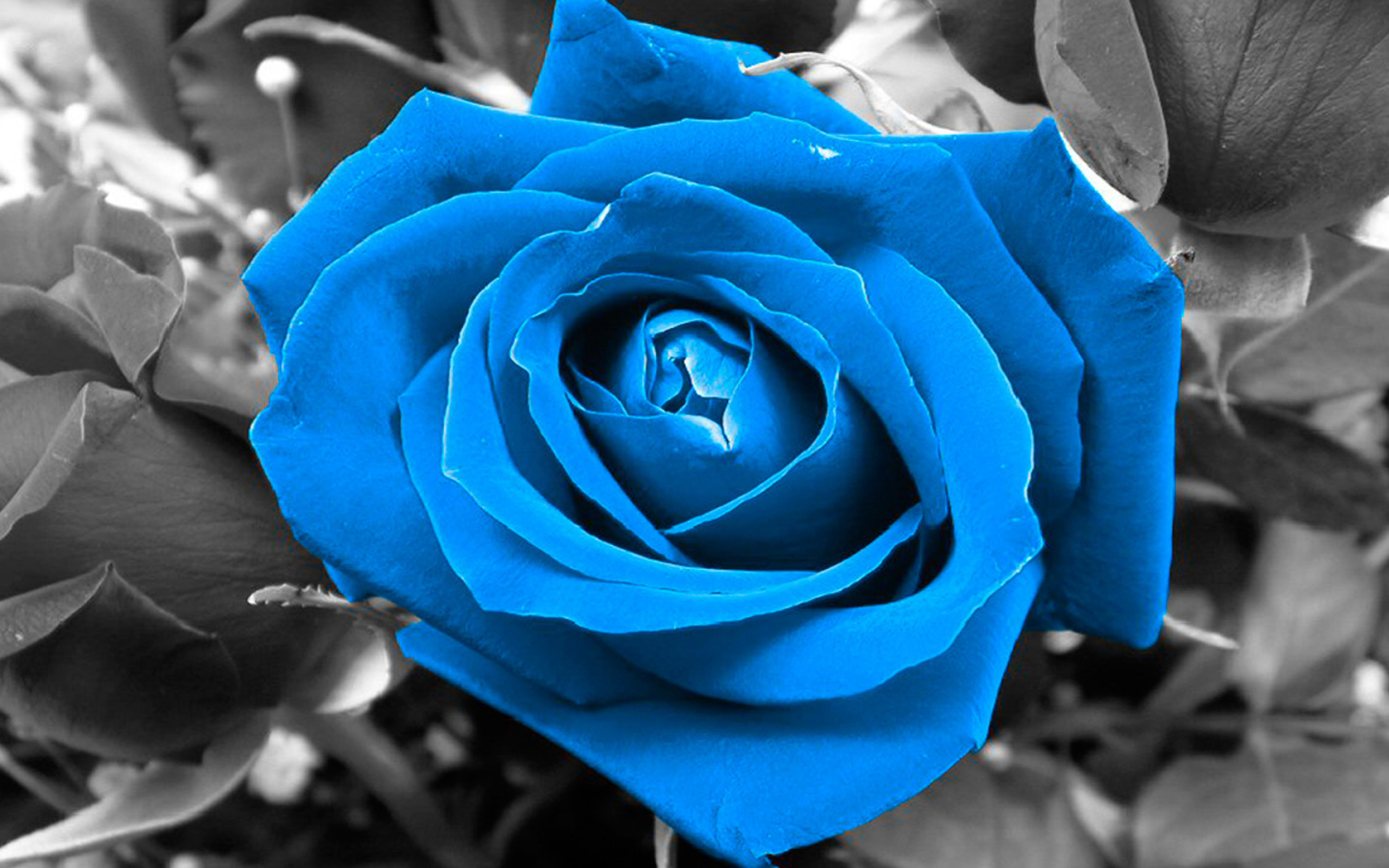 Синяя роза на чёрно-белом фоне