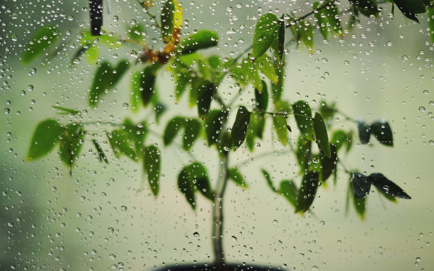 Цветок за окном