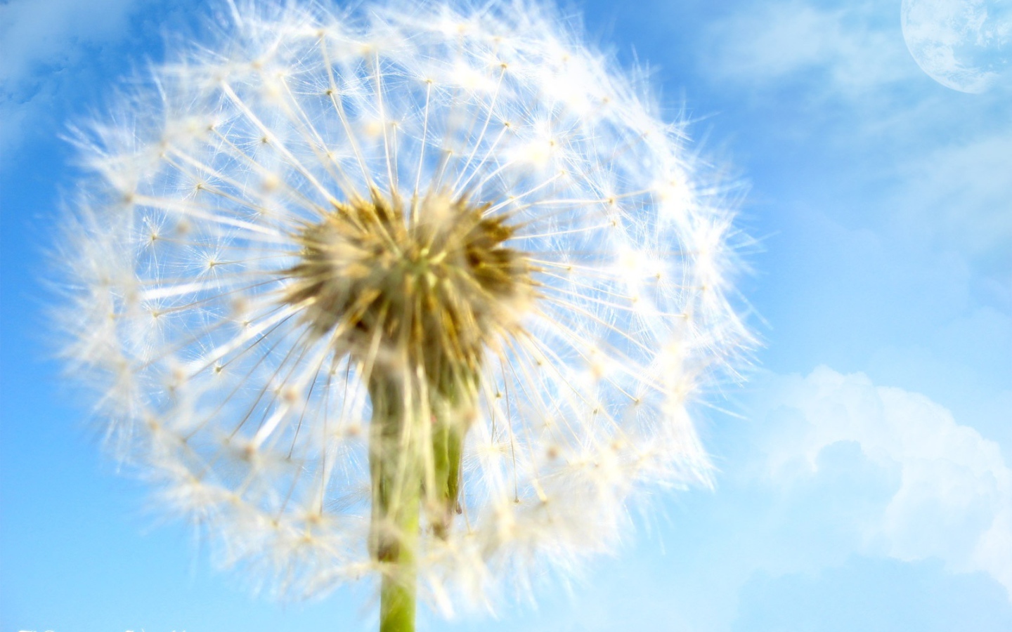 Цветок в мире мечты