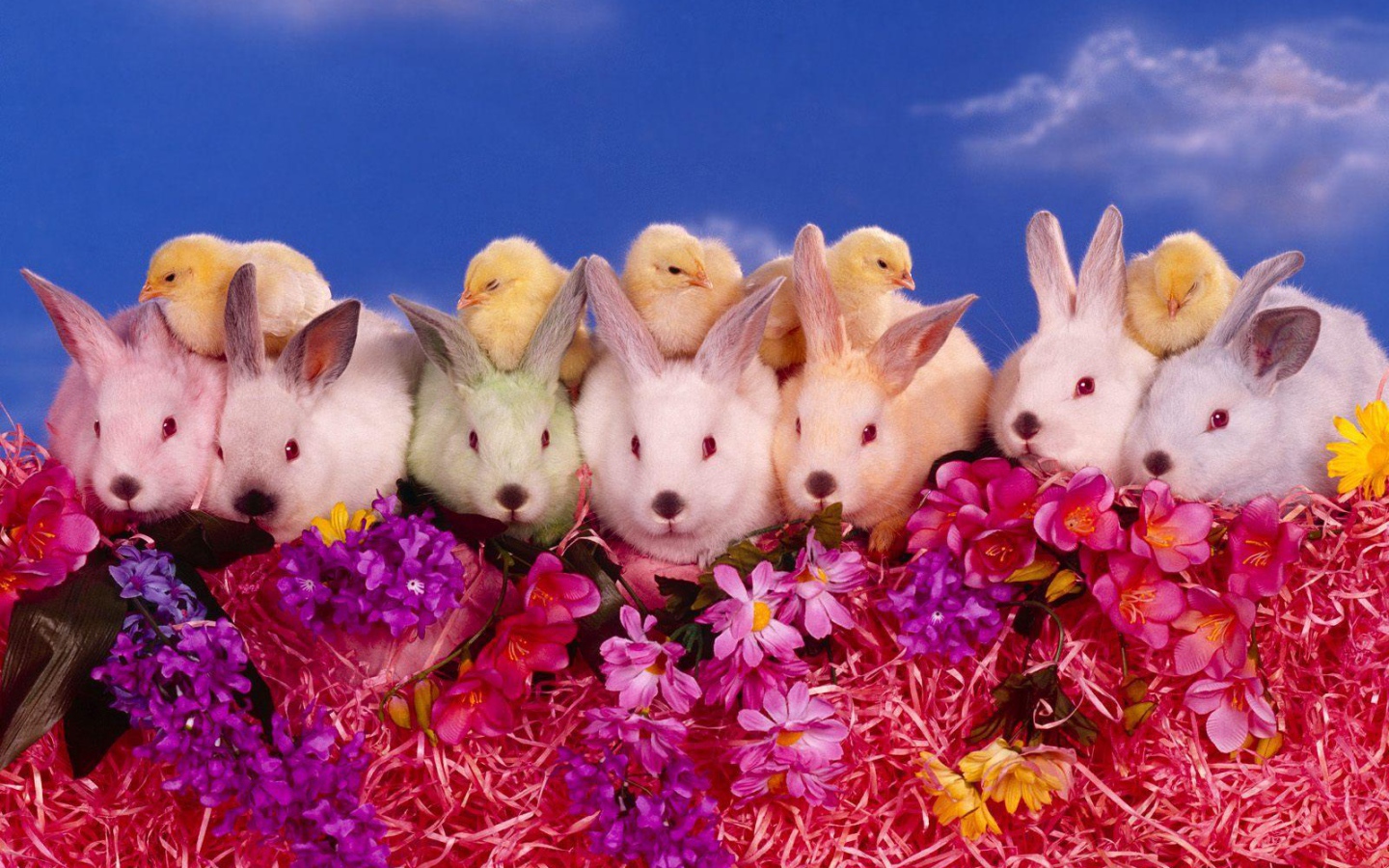 Цыплята и кролики на Пасху