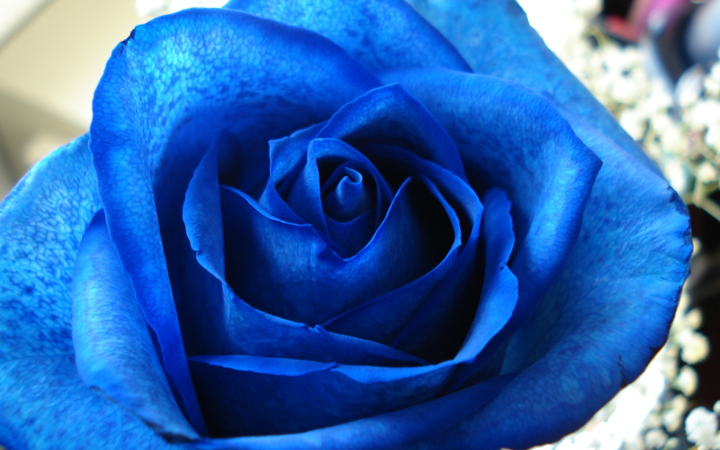 Синяя роза в подарок на восьмое марта