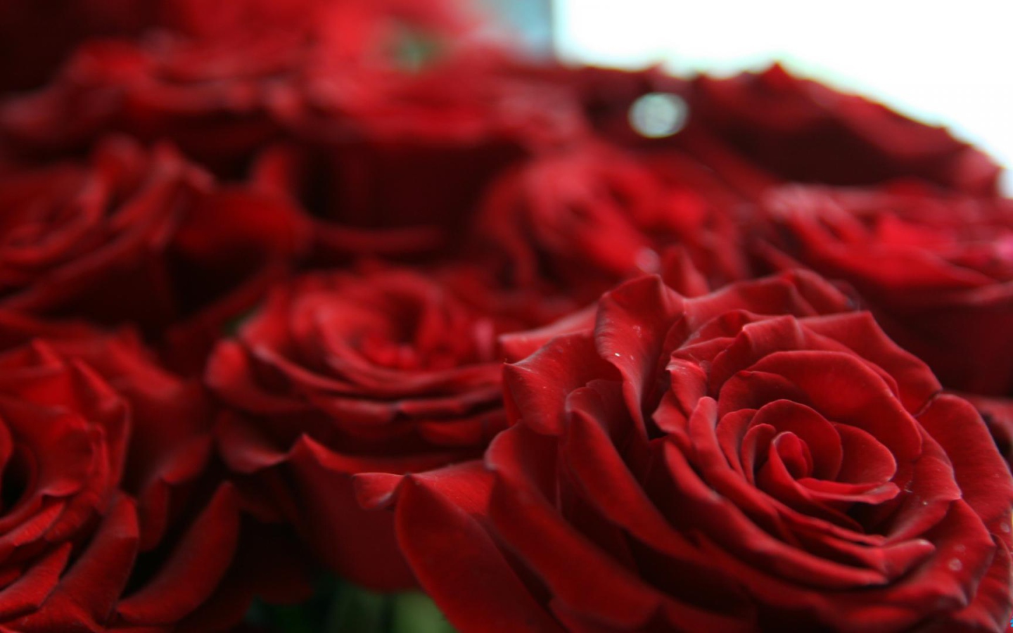 Шикарные красные розы на восьмое марта