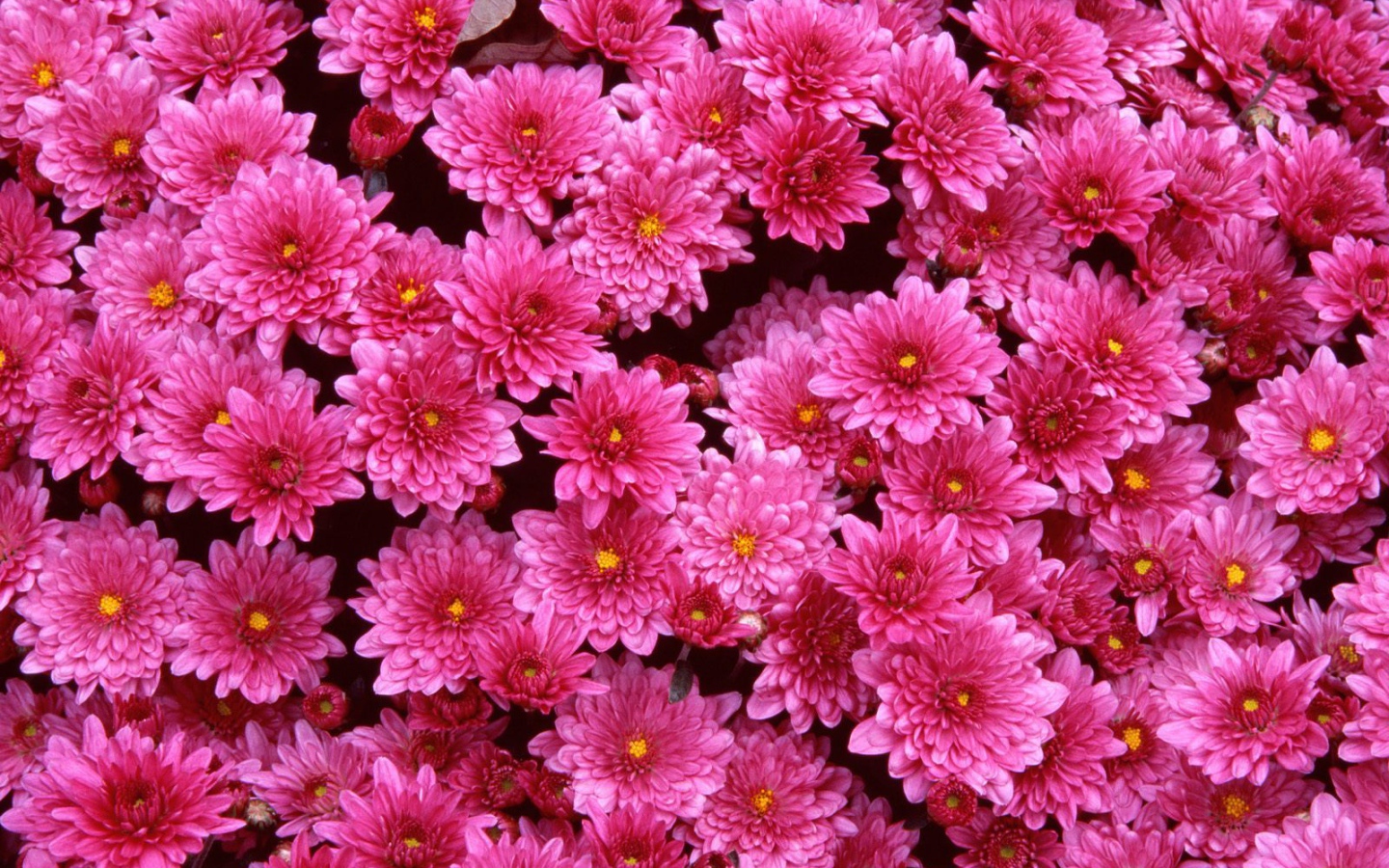 Луг на 8 марта