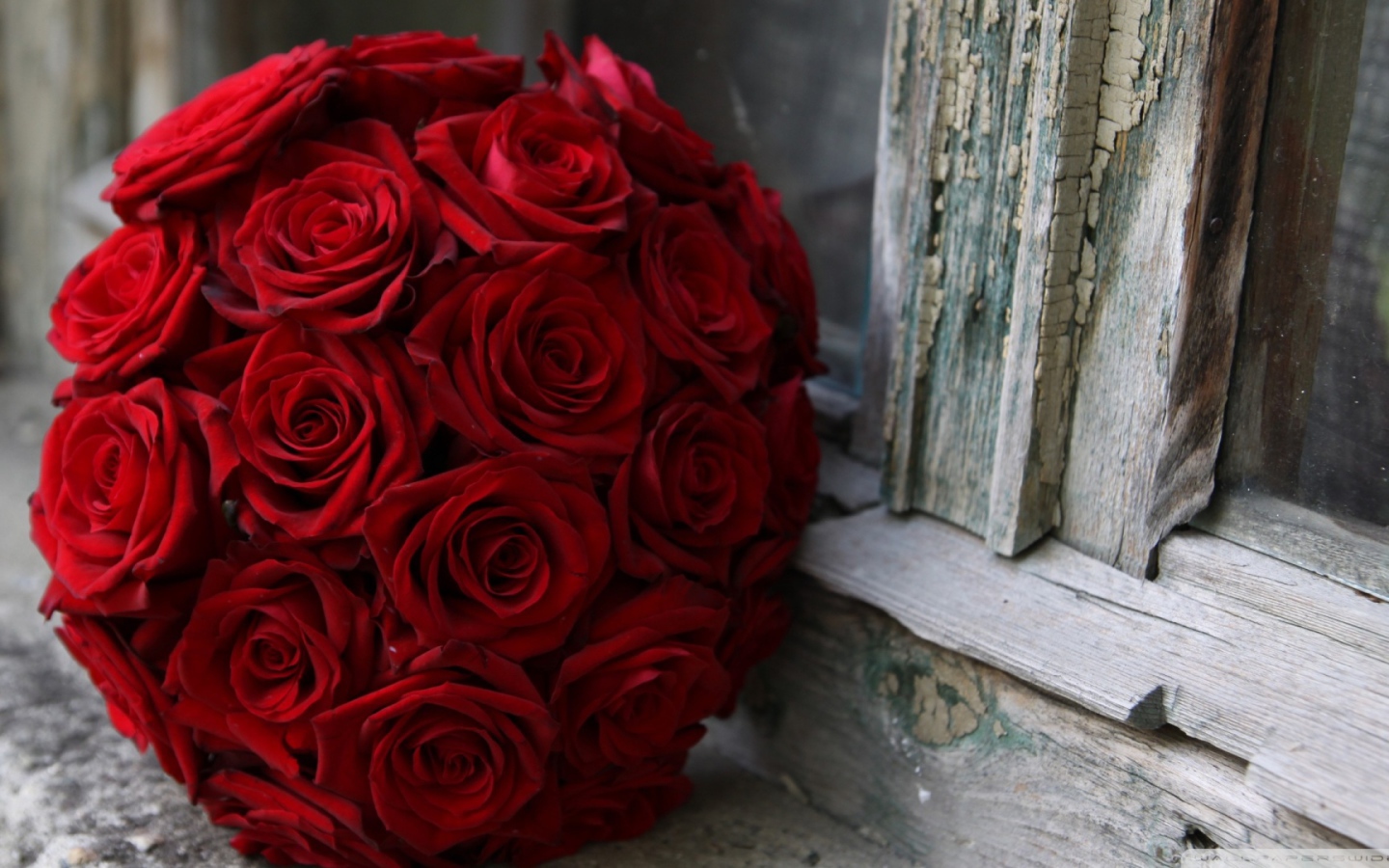 Красные розы на 8 марта возле окна