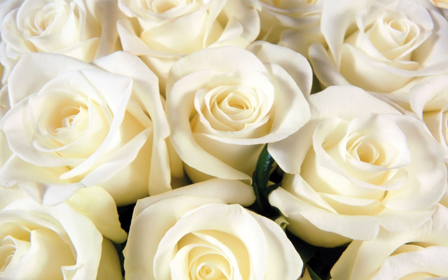 Белые розы всем женщинам на восьмое марта