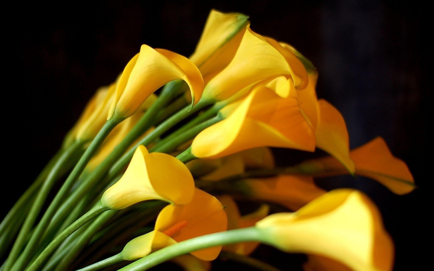 Жёлтые каллы на чёрном фоне для девушки на восьмое марта