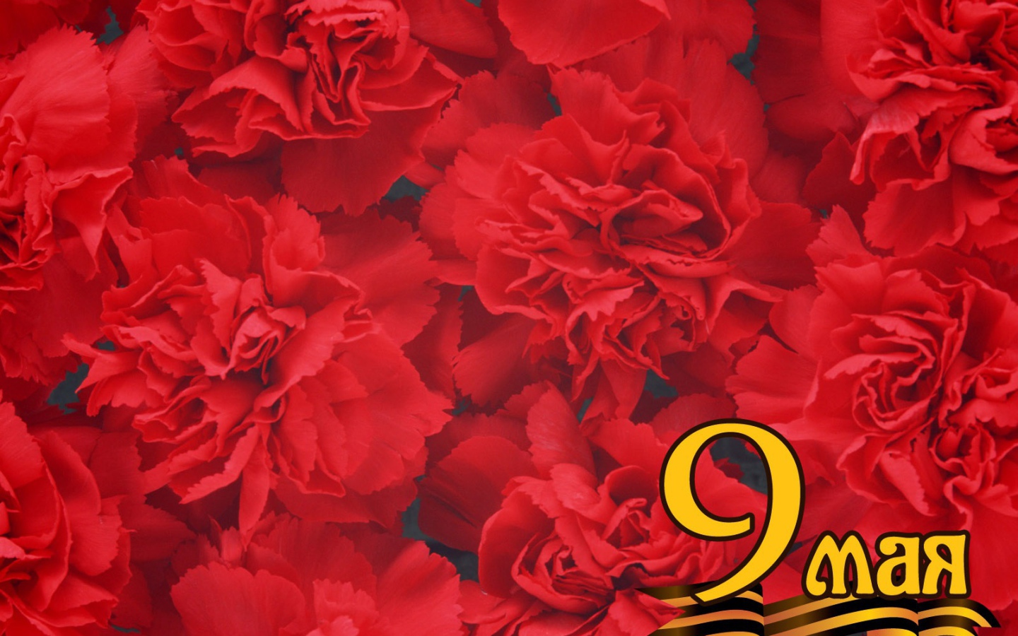 Фон из красных цветов в День Победы 9 мая