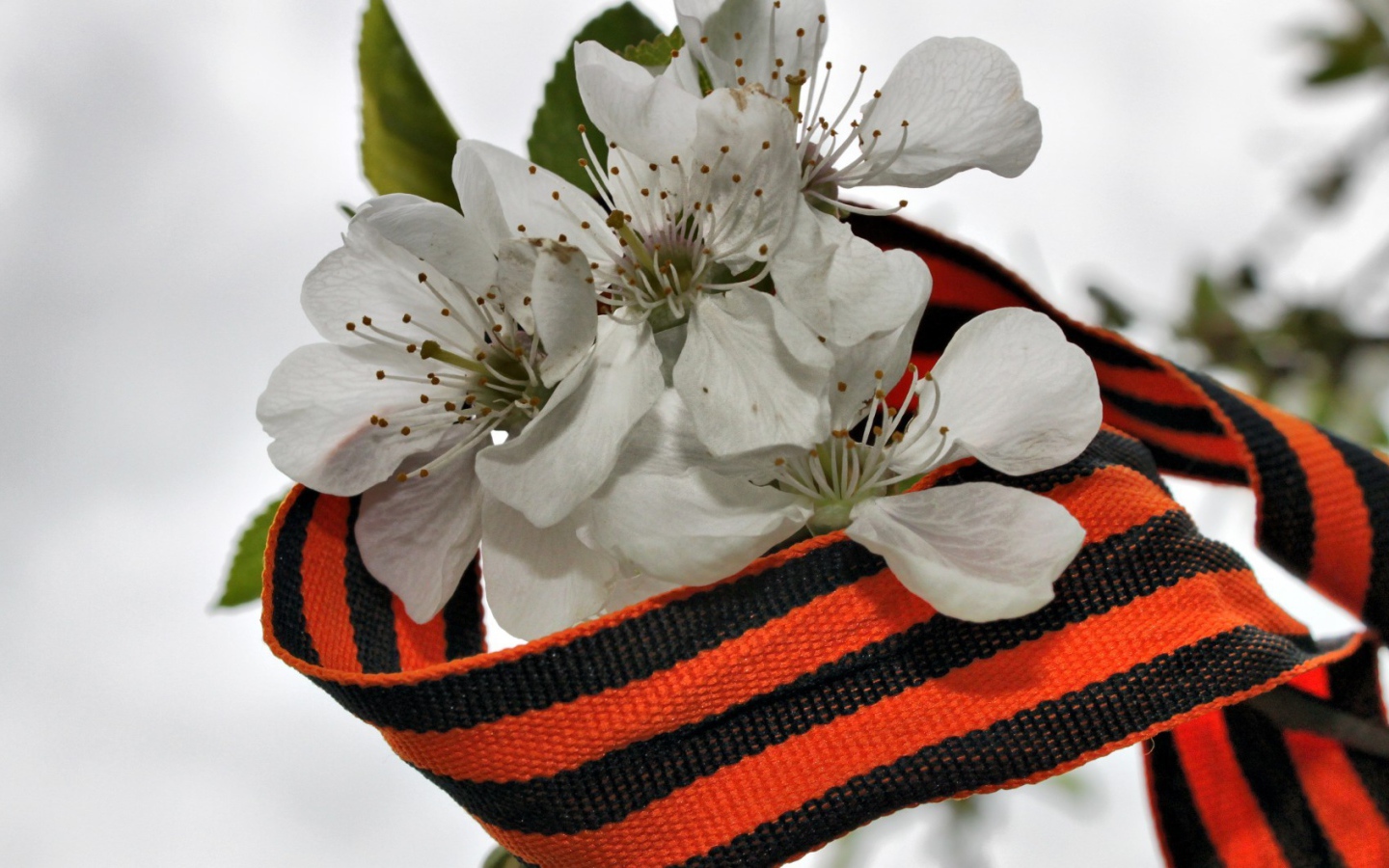 Весенний цвет в День Победы 9 мая