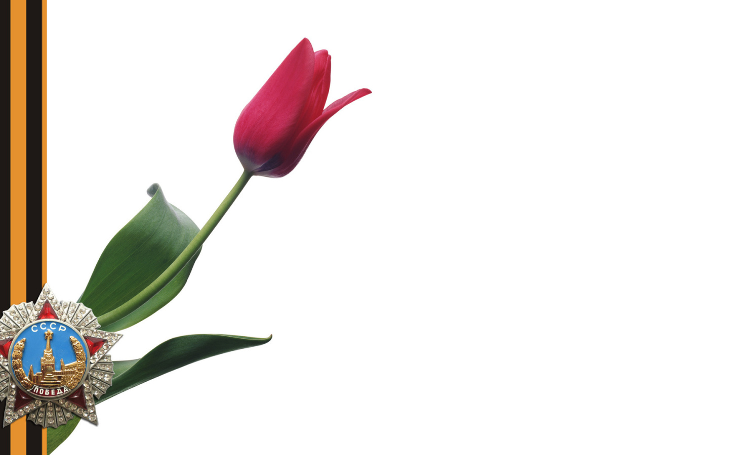 Тюльпан в День Победы 9 мая