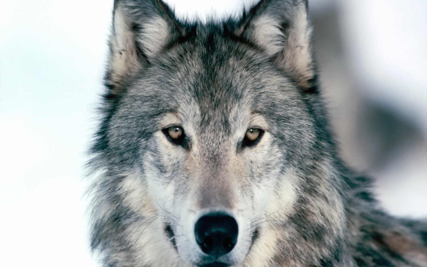 Весьегонская волчица