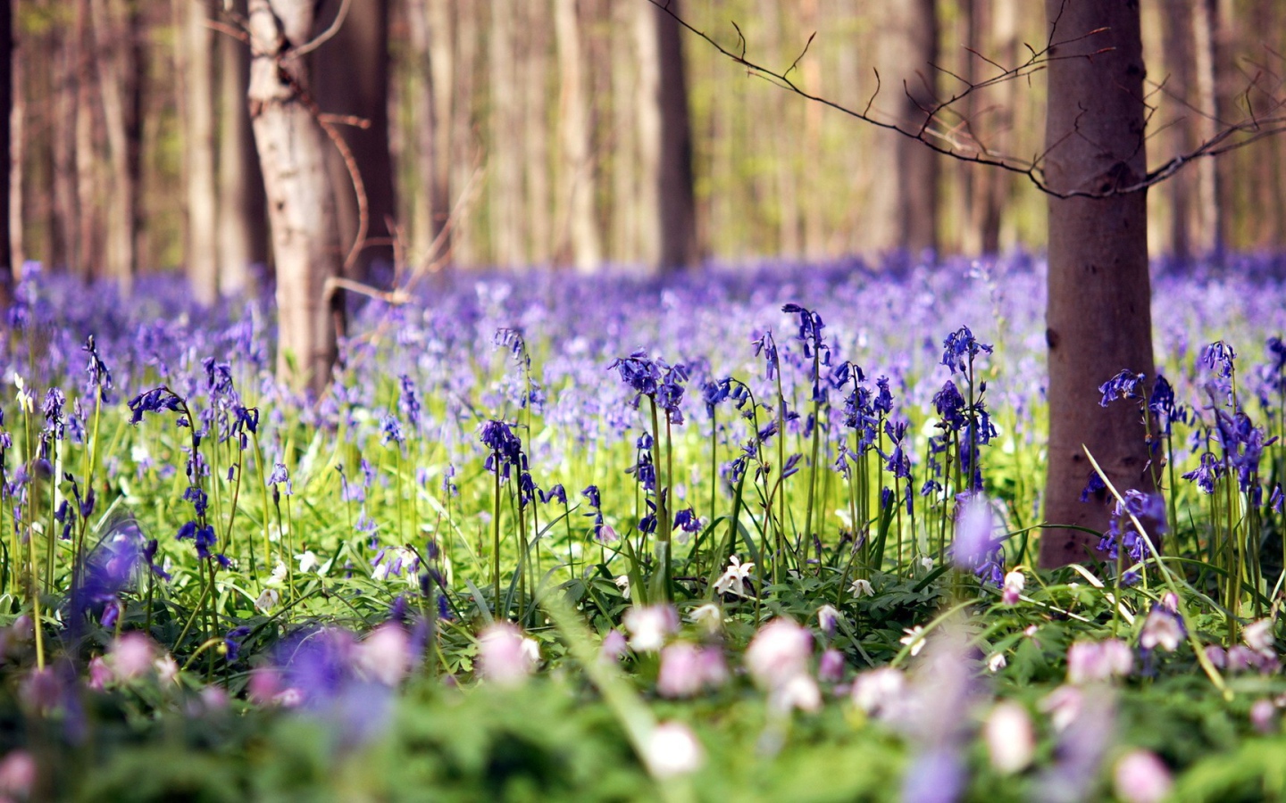 Голубые цветы в лесу