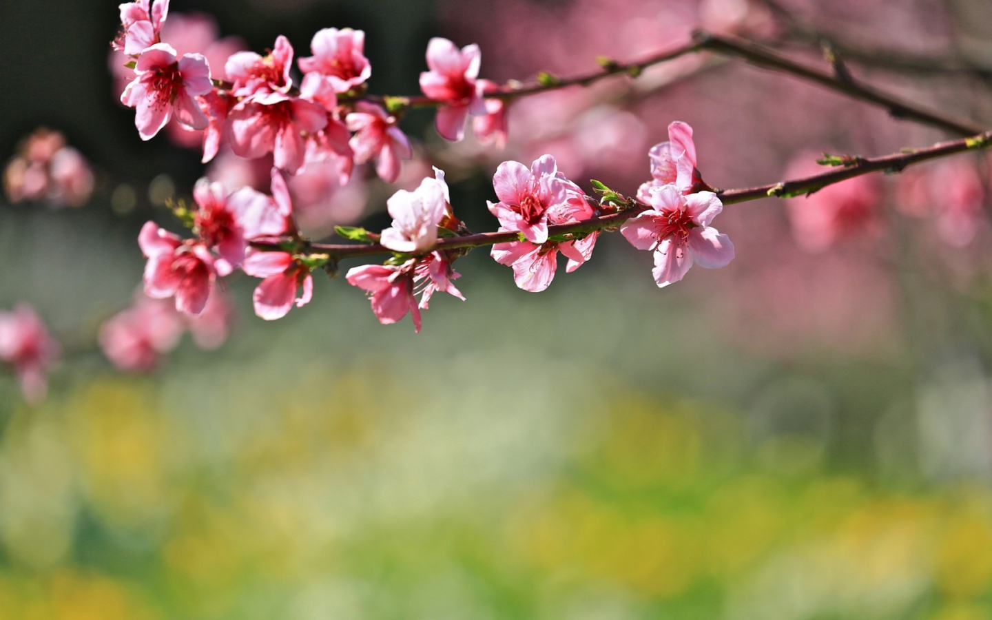 Цветы на дереве