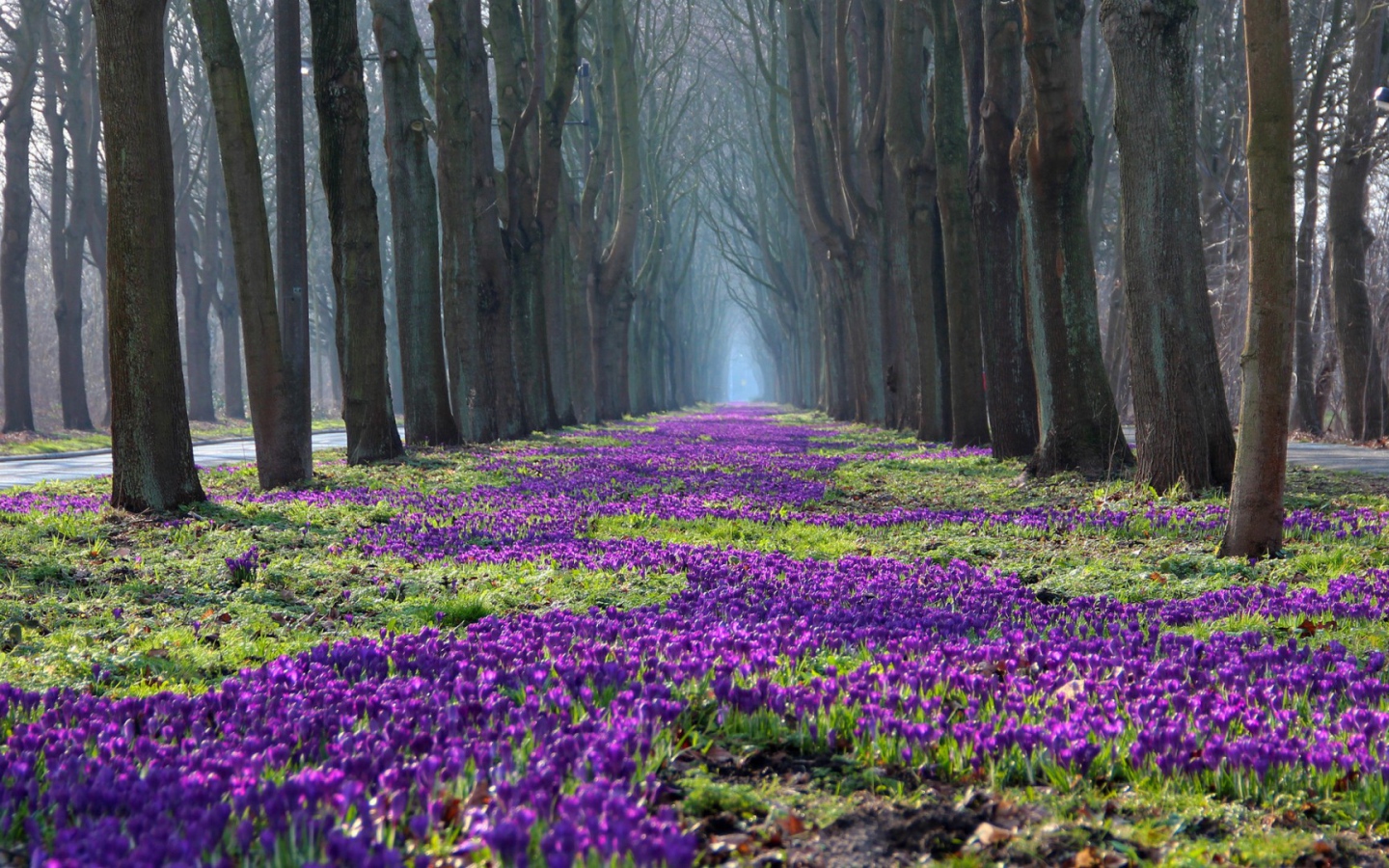 Лесные жители