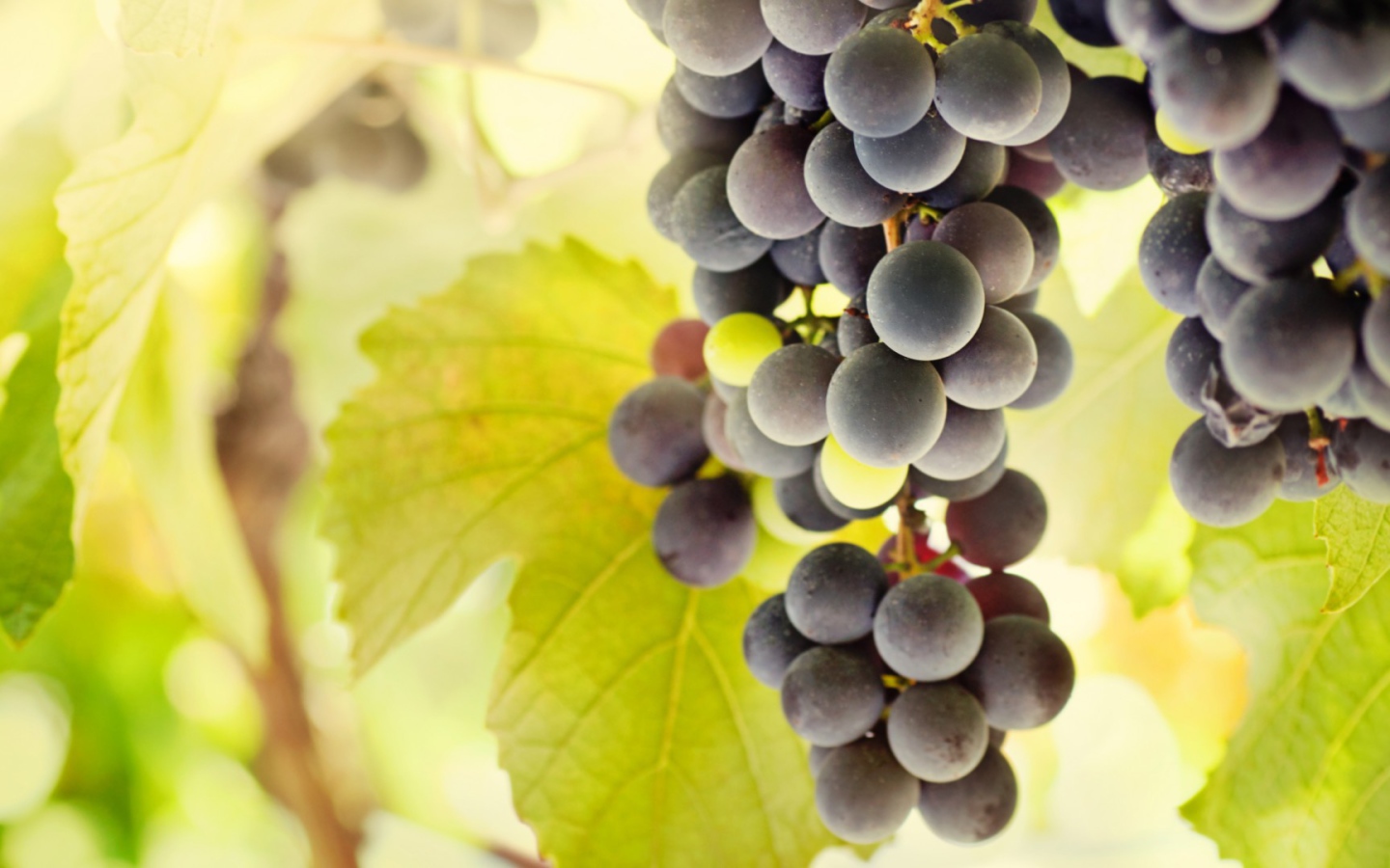 Bиноград с жёлтыми листъями