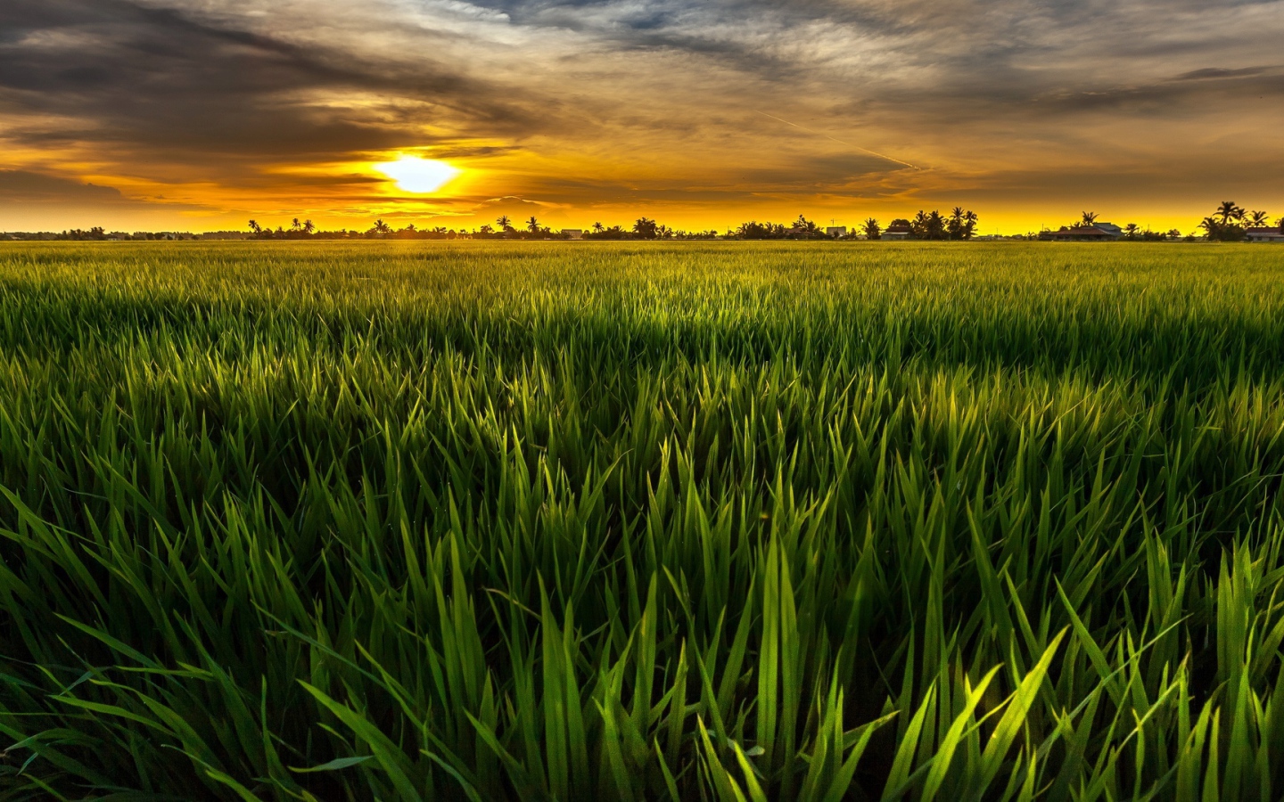 Cочная растительность