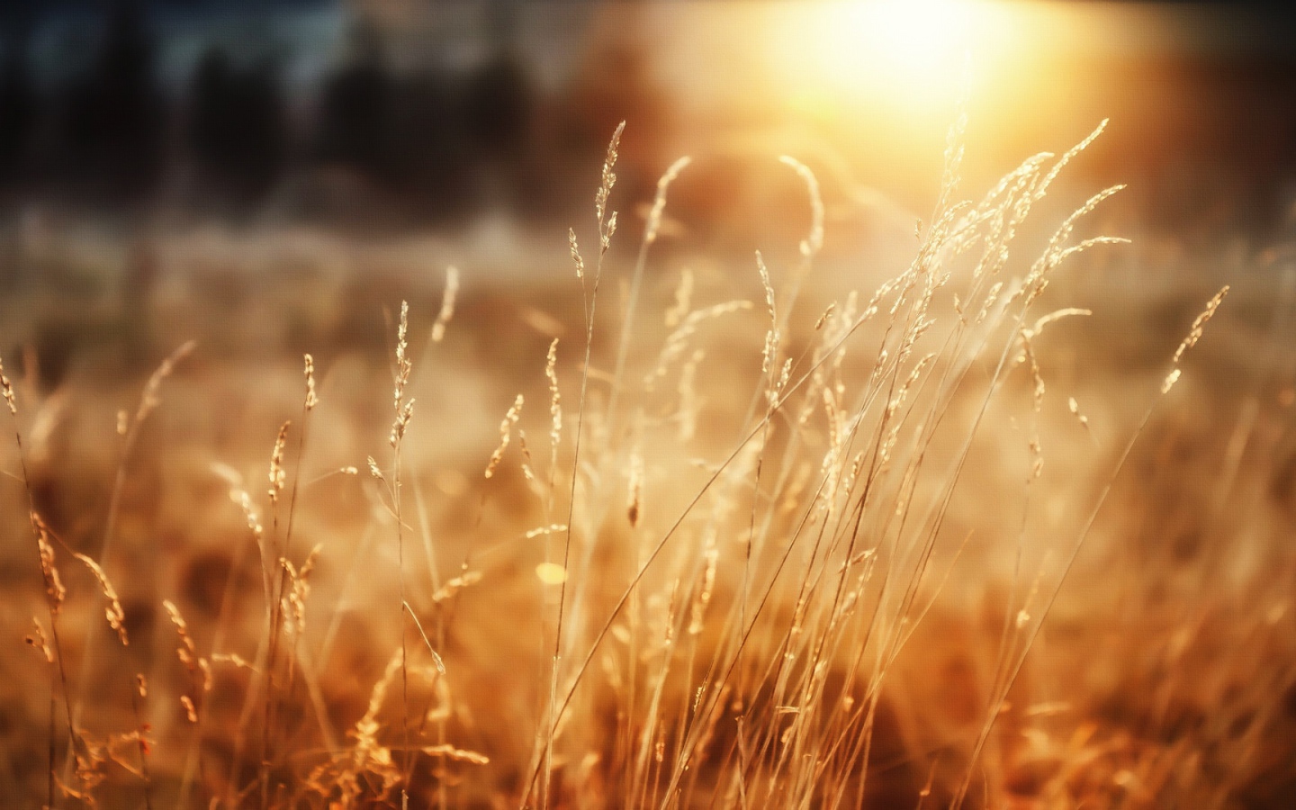 Утреннее сияние