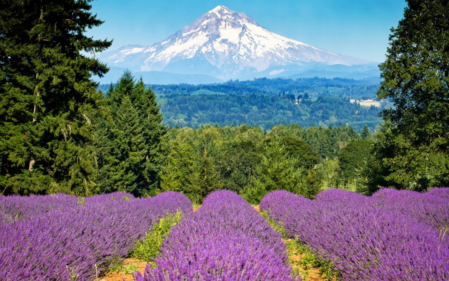 Mногоцветие долин и гор