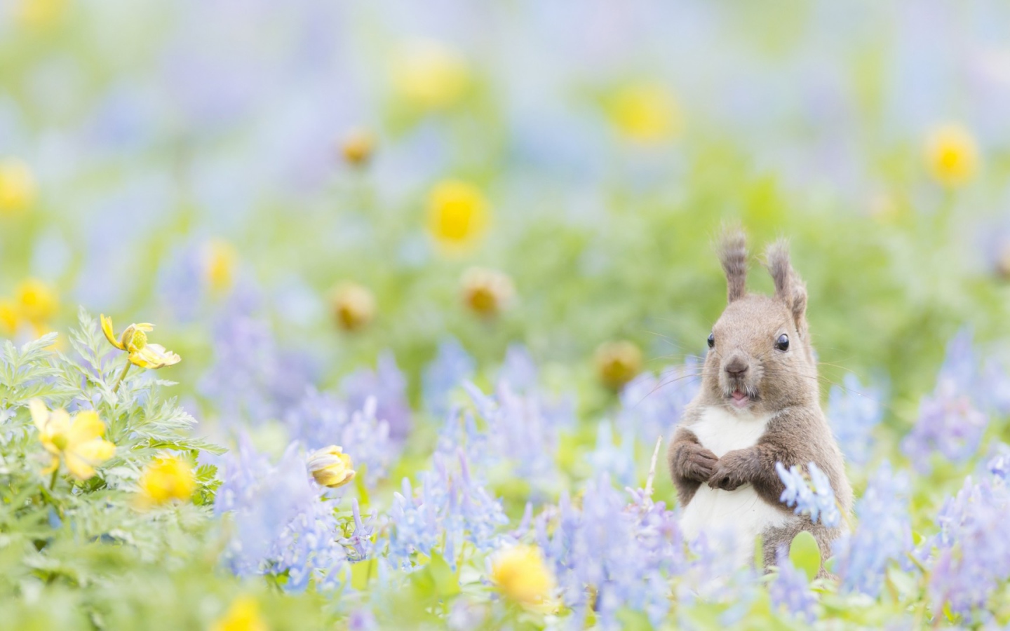 Пушистик с цветочками