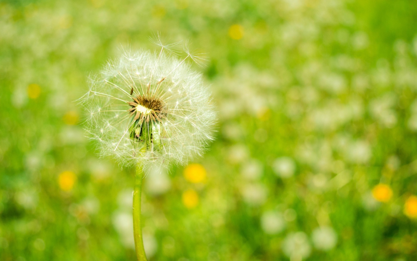Созревший одуванчик