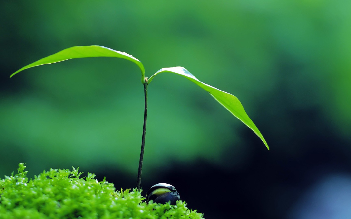 Молодой росток