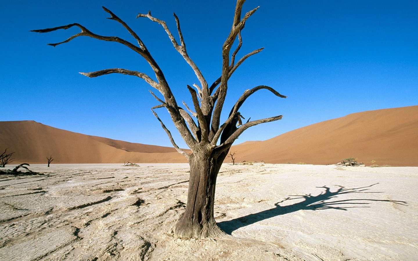 	   Dead tree in the desert