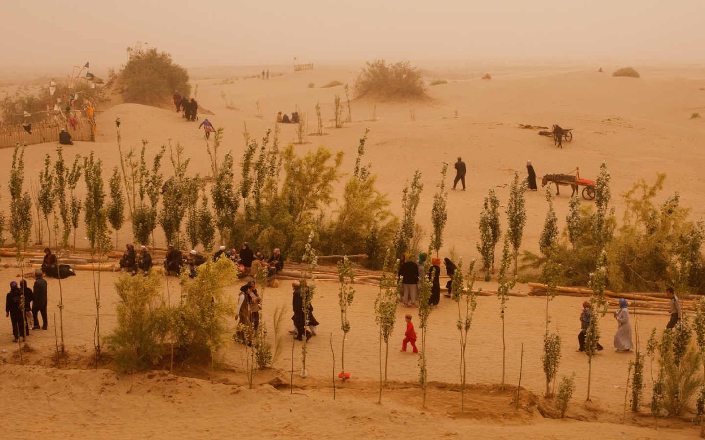 Жизнь в пустыне