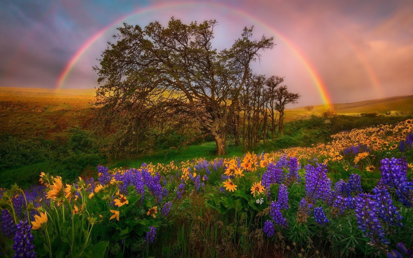 Радуга над полем