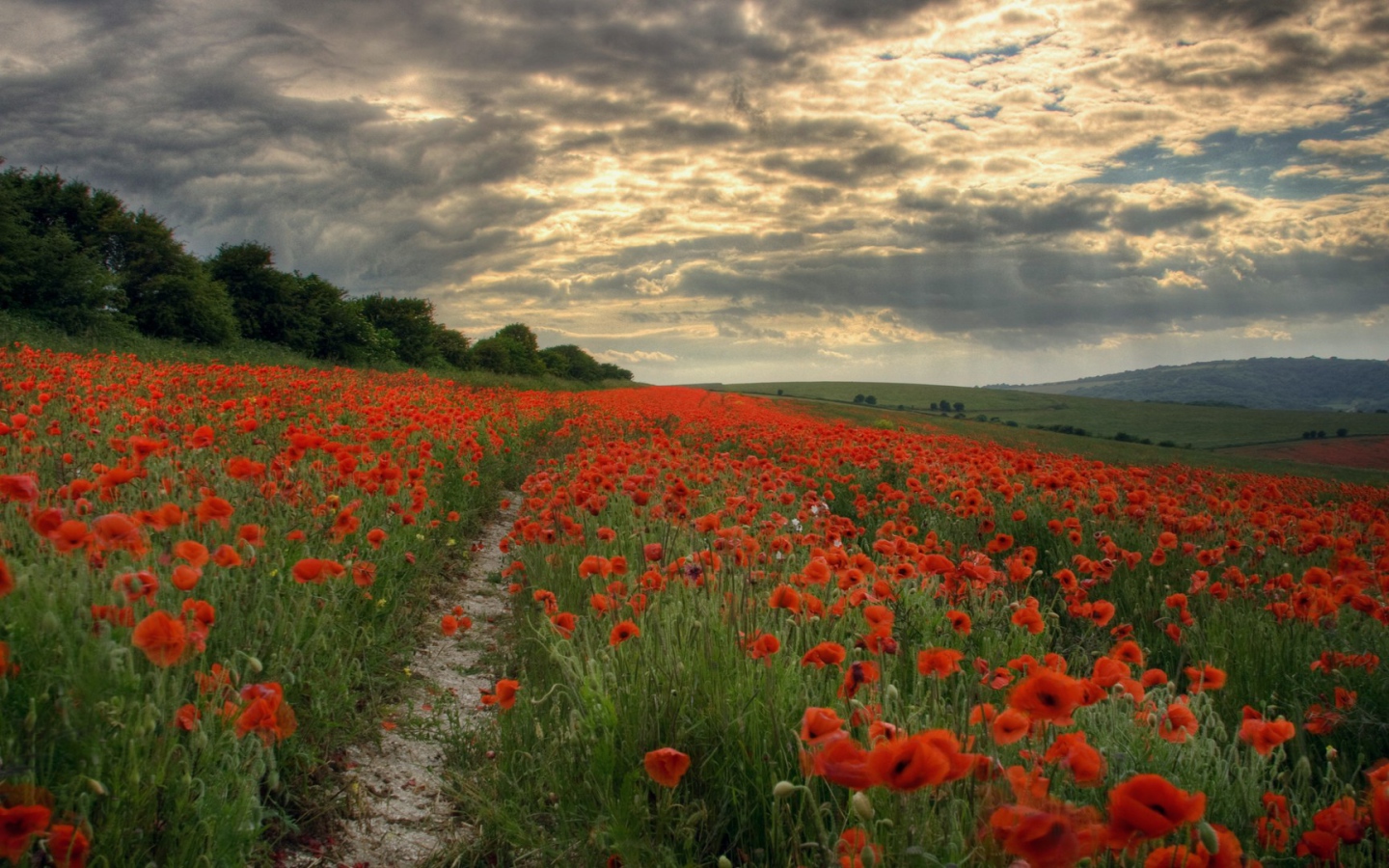 Тропинка через поле мака