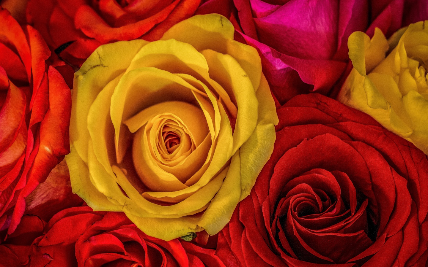 Большое разнообразие роз