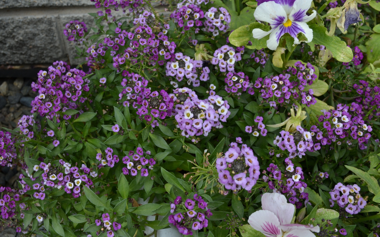 Красивые алиссум в саду