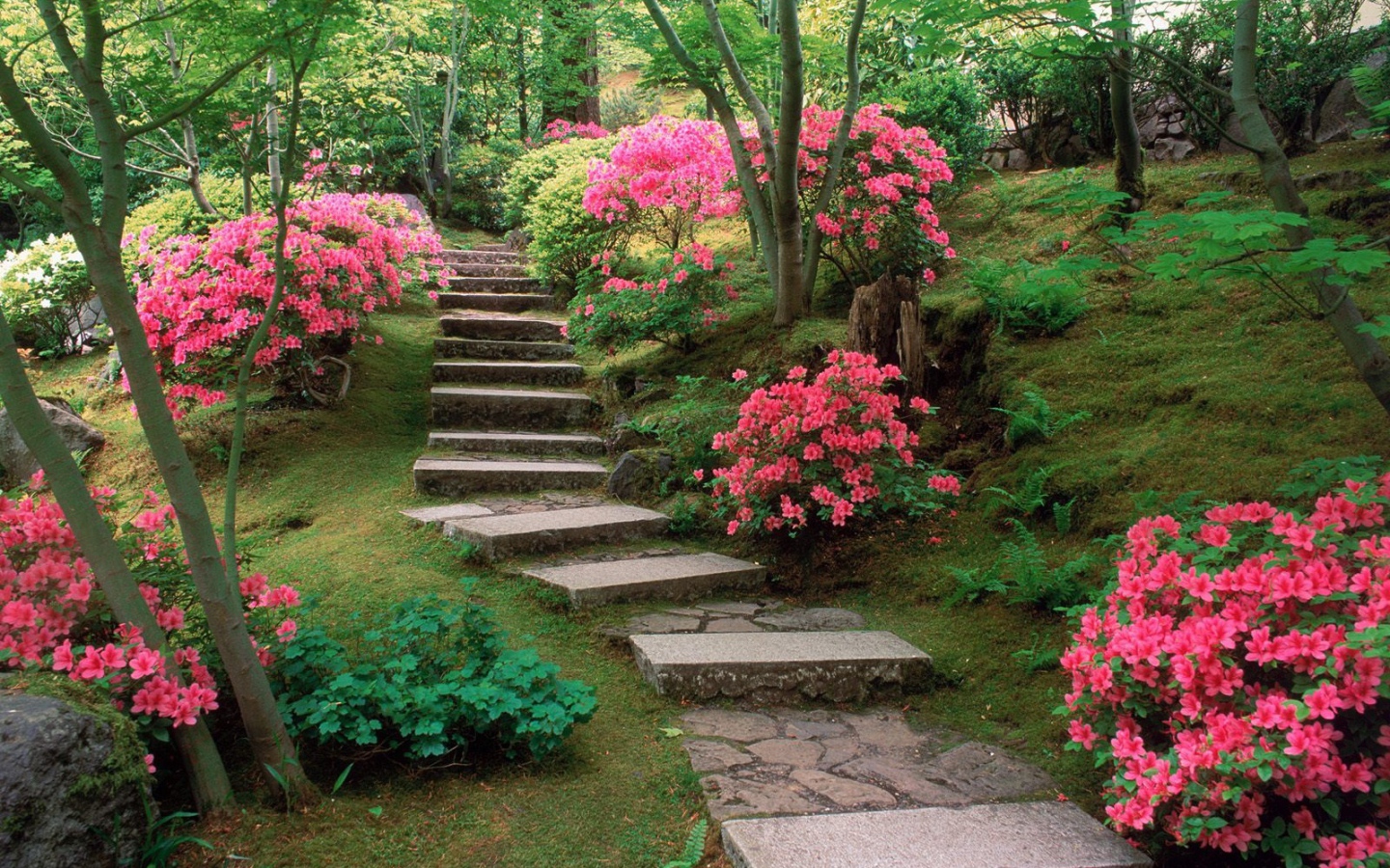 Азалии в японском саду