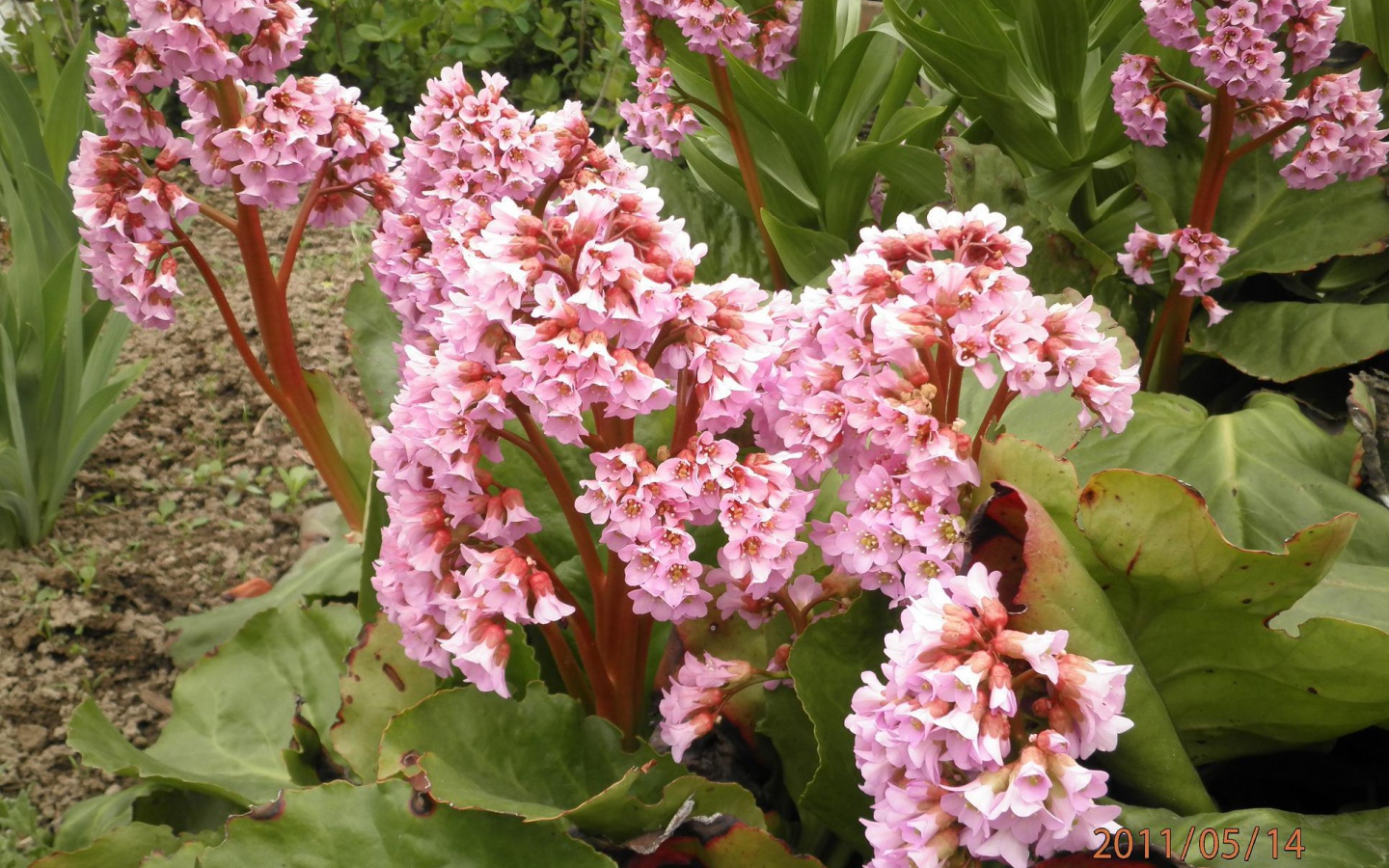 Бадан красивое многолетнее растение