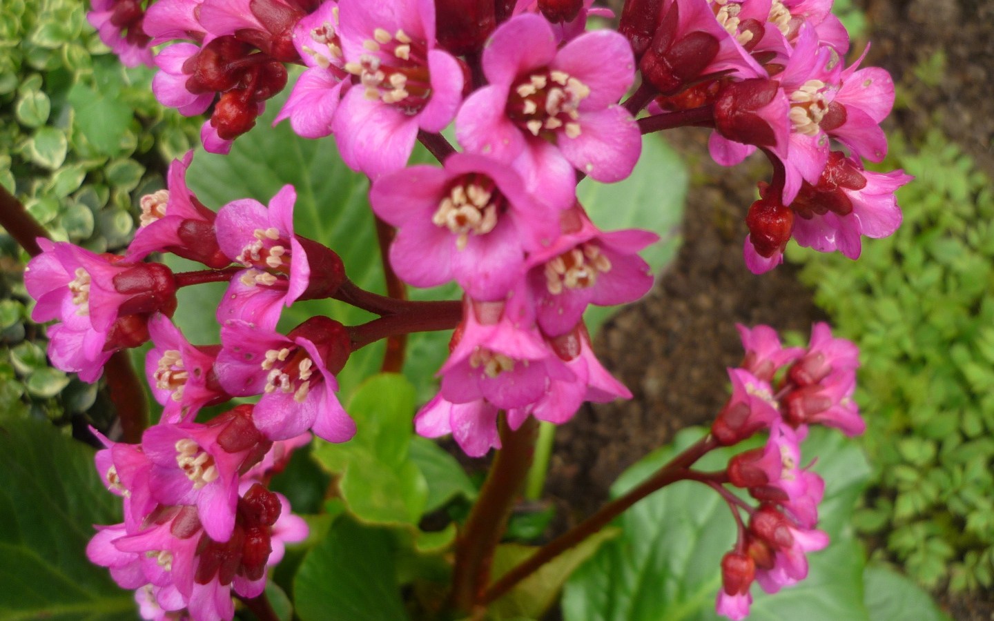 Бадан растение семейство камнеломковых