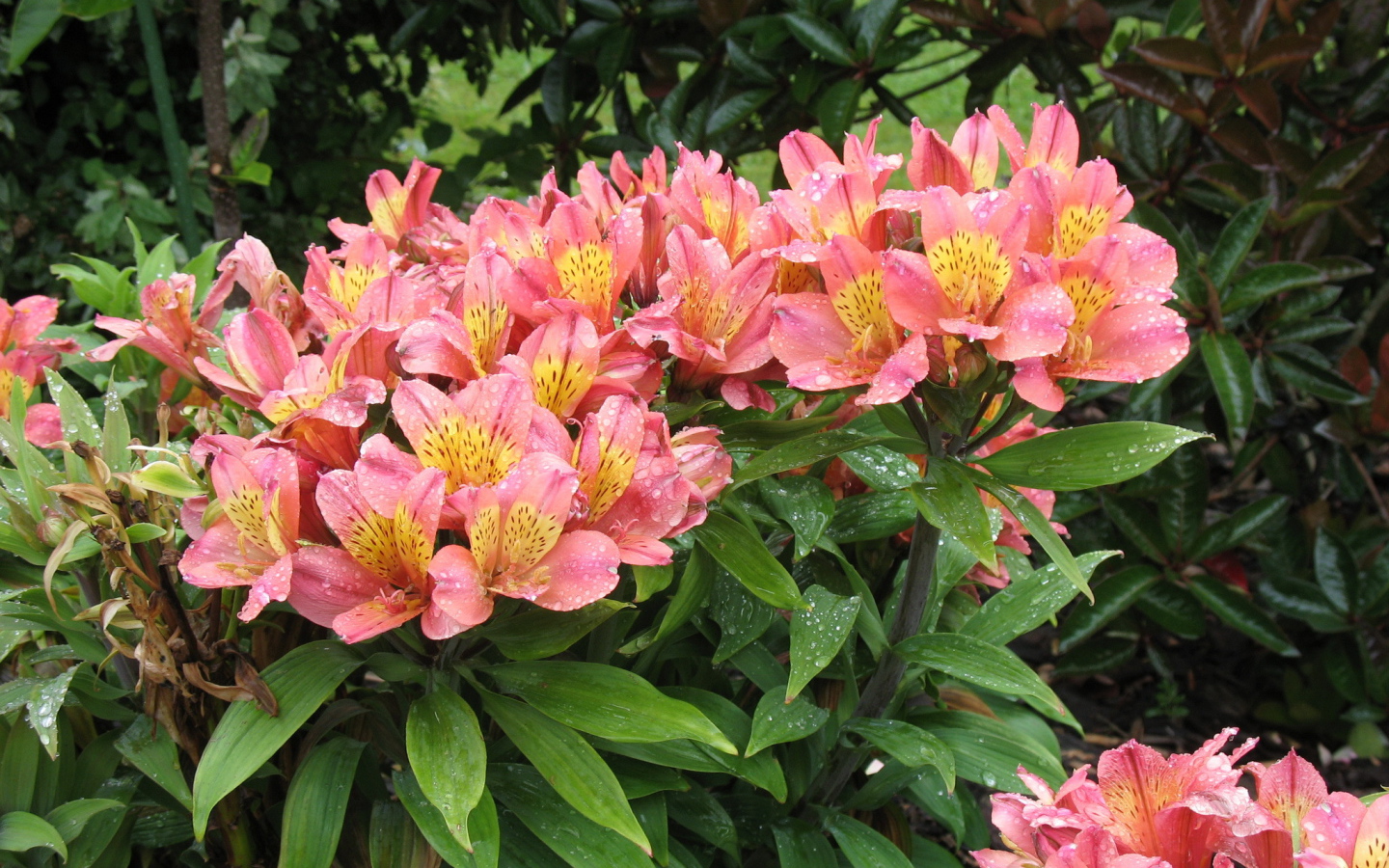 Красивая цветы альстремерия в саду