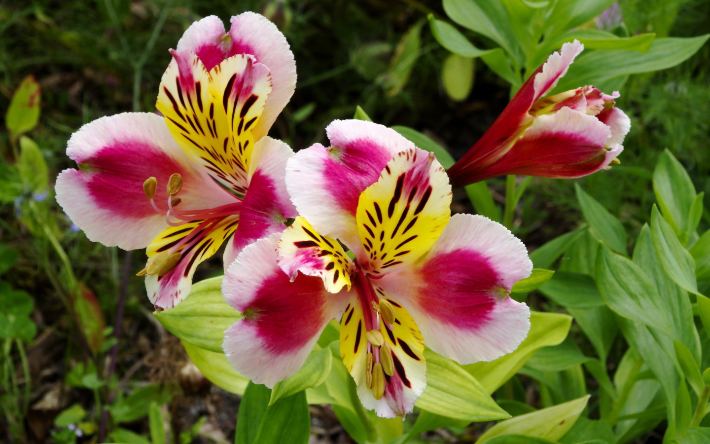 Красивая альстремерия на дачном участке