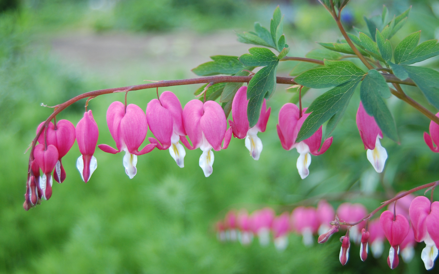 Красивые цветы дицентра на  клумбе в саду
